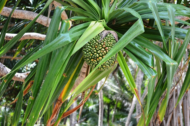 A pandanus tree with ripening fruit at Enemanet Island in Majuro lagoon.